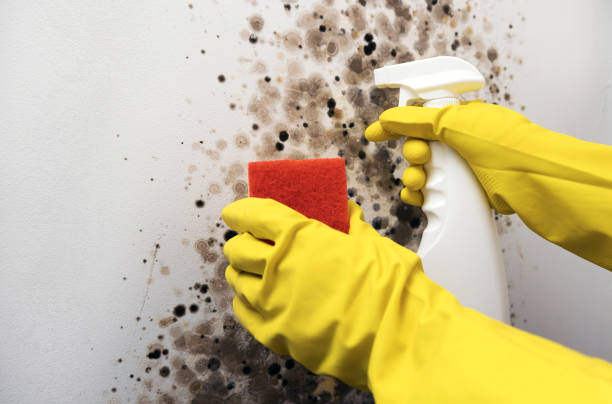Best Commercial Mold Remediation in Lake Los Angeles, CA