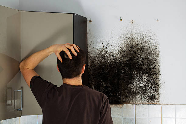 Best Residential Mold Remediation in Lake Los Angeles, CA